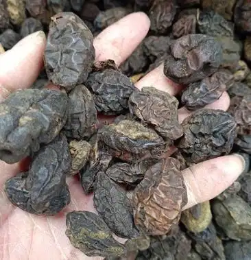 诃子,黑诃子包满肉厚,货真价实!