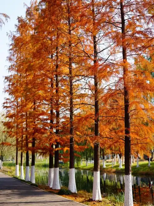 趁着午休的时间去公园拍一组红杉,全图无滤镜,实景比照片还美#红杉树