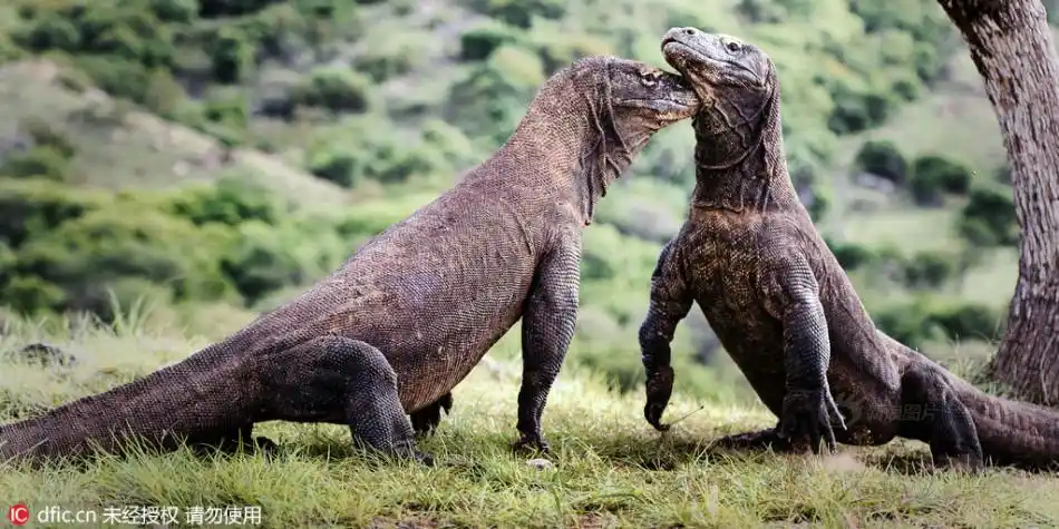两头科莫多巨蜥进行"王者之战"