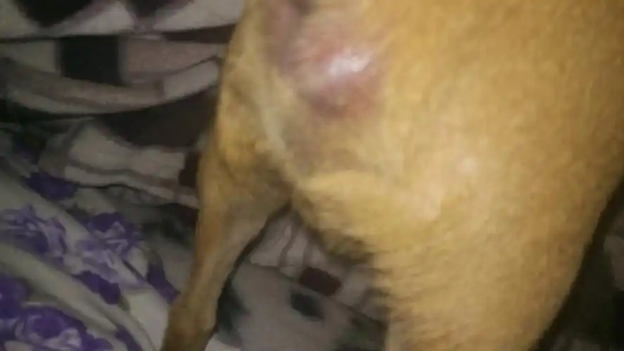 小狗屁股红肿求告知