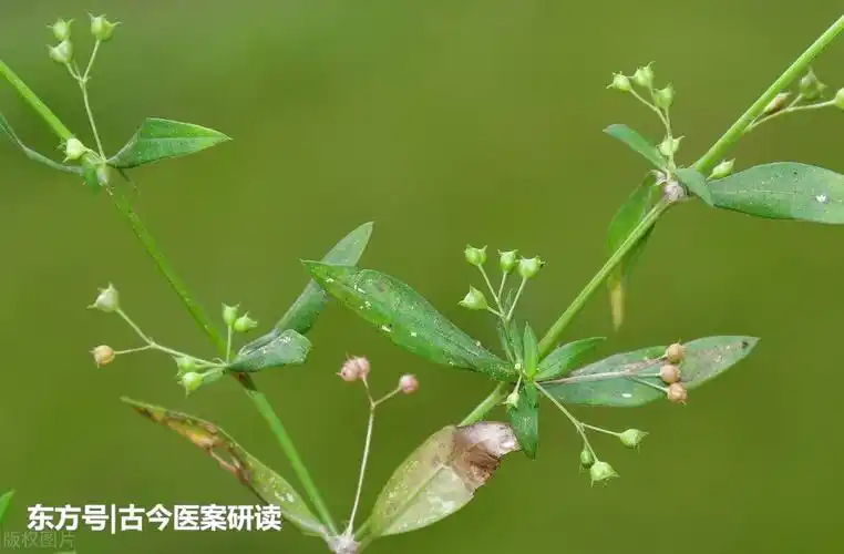 白花蛇舌草,近年常用于防癌抗癌,也是蛇药,疮痈药,利尿药