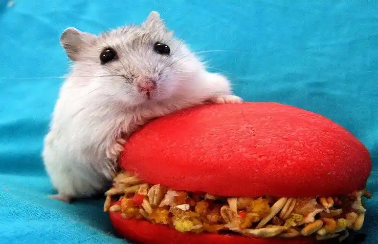喂养仓鼠的注意啦,哪些食物可以给它吃,哪些食物不可以给它吃
