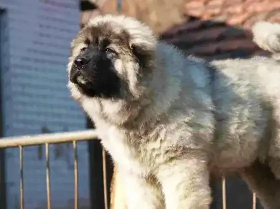 高加索犬是一种强有力的运动型犬,以其超大型的体 - 抖音