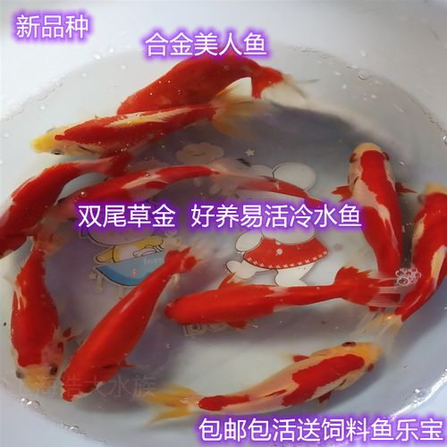合金观赏鱼活体懒人鱼活鱼双尾淡水鱼冷水好养鱼易活风水鱼招财