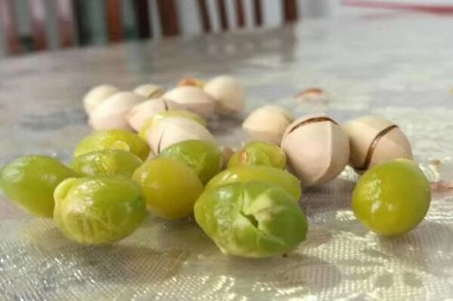 8/斤  银杏白果 开心果  原味  椒盐口味