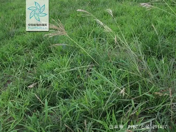 bothriochloa ischaemum (l.) keng