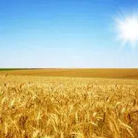 金色麦田微信头像寓意_微信头像图片大全