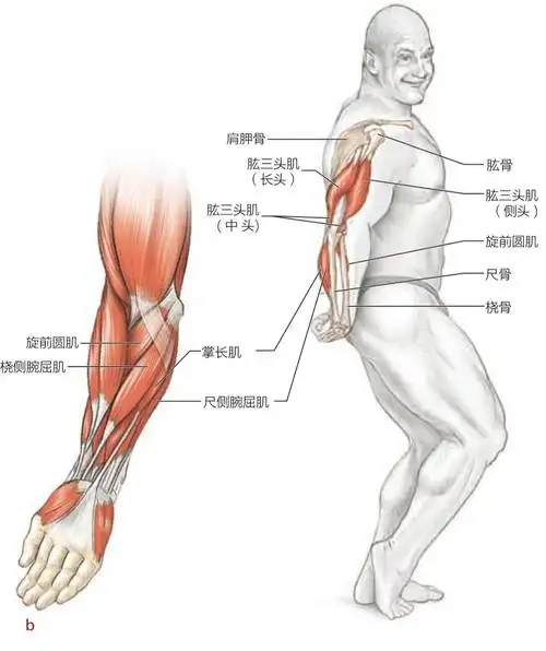 肱三头肌的起止点及功能