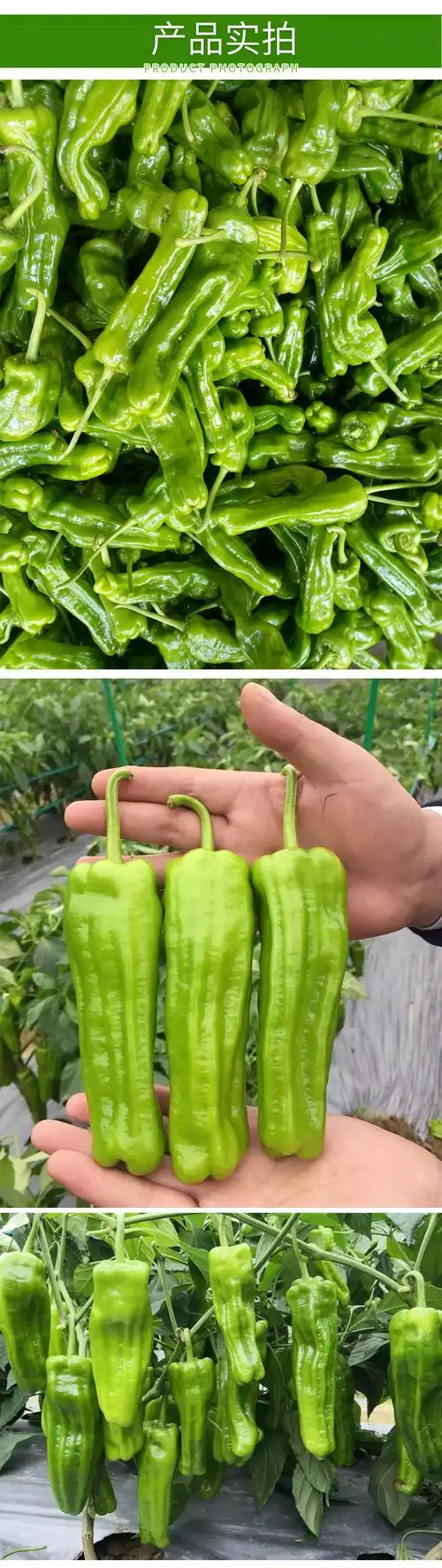 商品描述储存条件常温供货时间全年包装规格天姿薄皮辣椒f1 100粒/袋