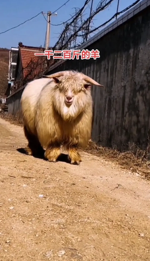云南一只羊体重1200斤,比普通的牛还要壮实,网友:上古神兽|云南|山羊|