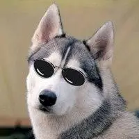 戴墨镜的哈士奇的头像_微信头像图片大全