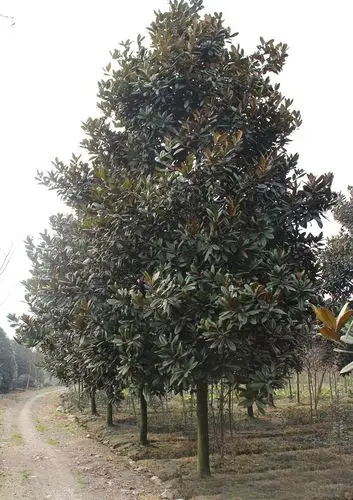 园林 荷花玉兰可做园景行道树庭荫树荷花玉兰树姿雄伟壮丽,叶大荫浓