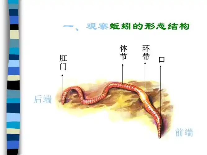 教科版科学三上蚯蚓ppt课件7ppt