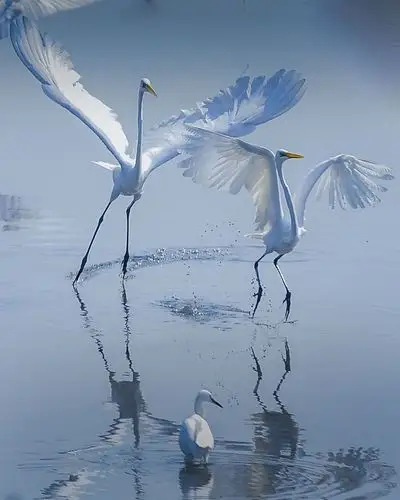 白鹭的现代芭蕾