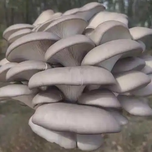 新鲜蔬菜平菇现摘现发新鲜蔬菜食用菌批发鲜蘑菇现采肉厚