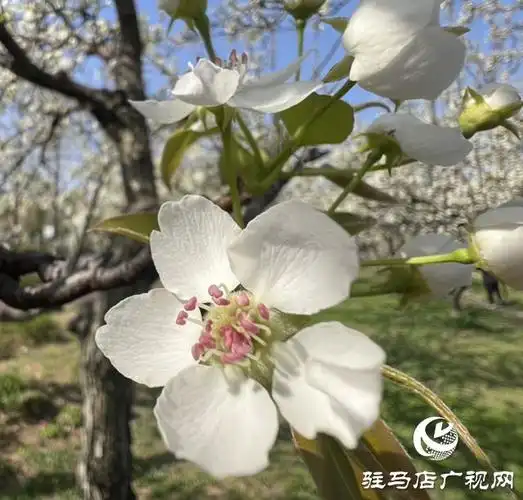 三月春光好 梨花灿烂时|赏花|梨树_网易订阅