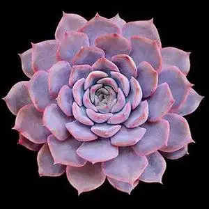 菲欧娜大棵 精品多肉植物叶片大颗 好养新手稀有品种绿植超大株