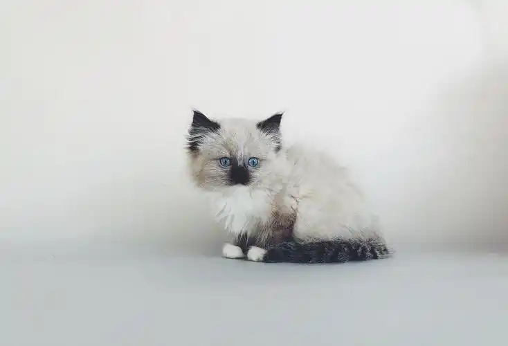 我自家养的布偶,猫妈是重点色布偶,猫爸是海双布偶.