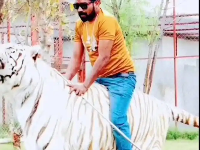 直观对比狮子和老虎的体型!谁更有压迫感