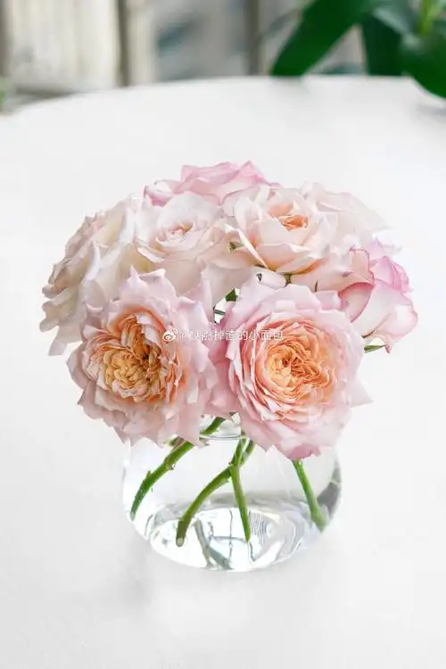 月季#朱丽叶塔不错,艾莎是个耐热的铁头.