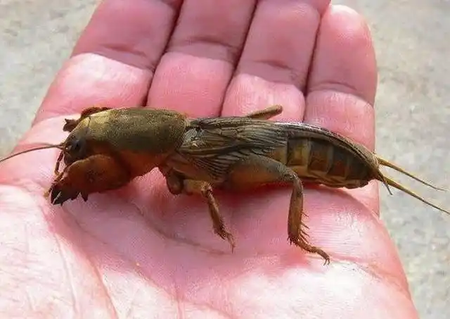 蝼蛄是一种怎样的昆虫?能吃吗?