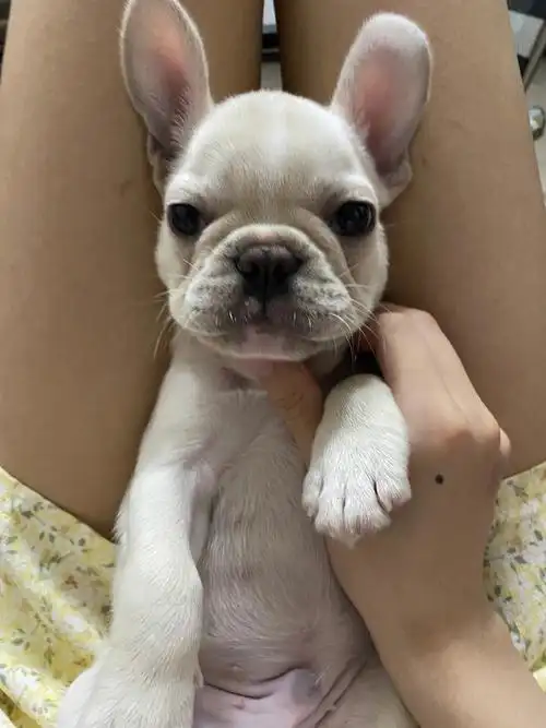 我家的法斗是串串吗