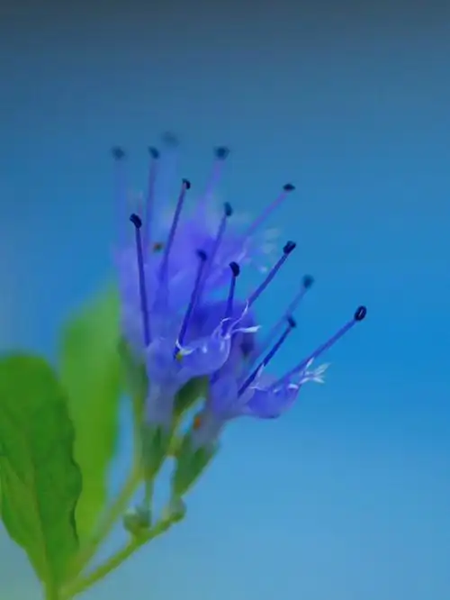 捕捉自然马鞭草科的兰香草蒙古莸叉枝莸