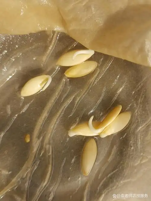 黄瓜种子怎样催芽,发芽快出苗齐