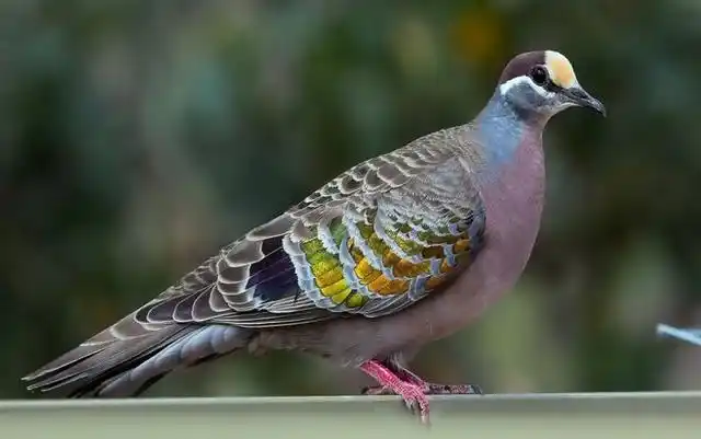 地球上特别美丽的八种鸽子最美的两种已经灭绝