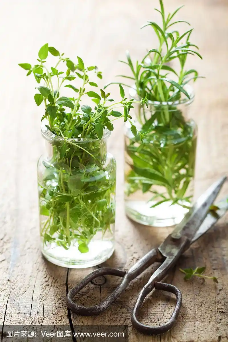 玻璃杯里的新鲜百里香和迷迭香