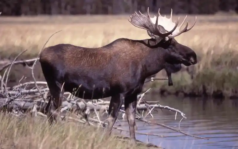 驼鹿极擅长游泳,因此《西游记》里牛魔王坐骑"避水金睛兽"的称号,就落