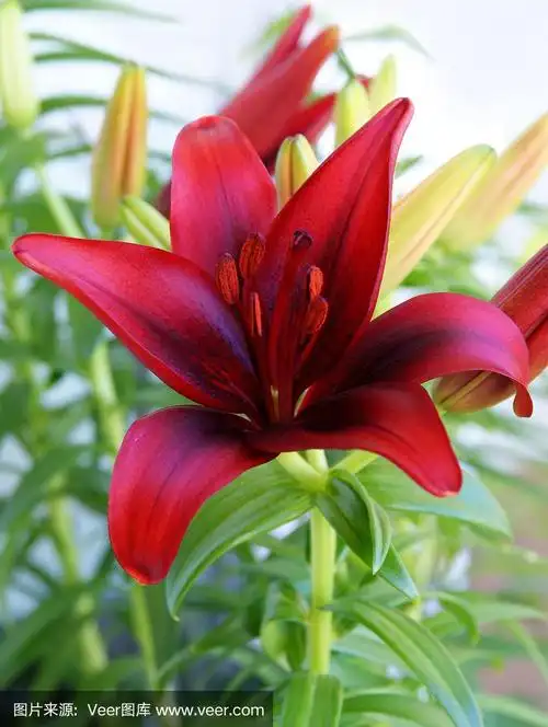 漂亮的红花百合