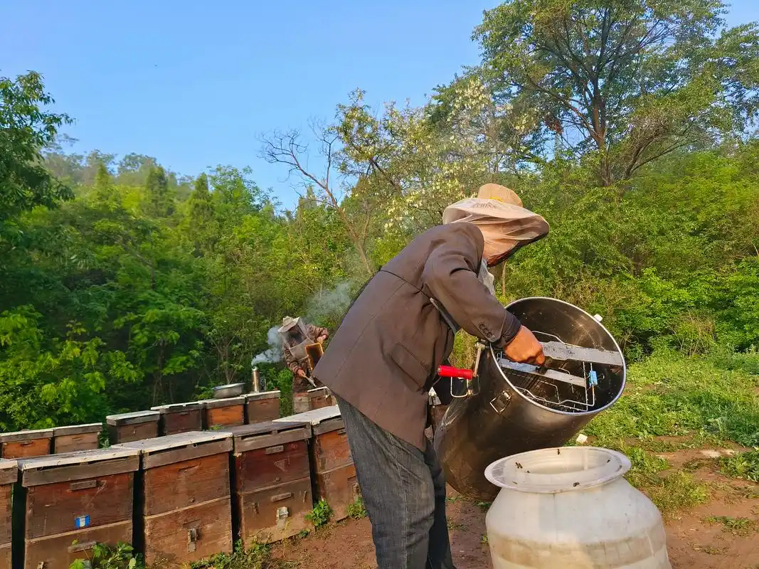 大山里的养蜂人,生活艰苦,养出来的蜂蜜干净纯正,百姓吃着放心