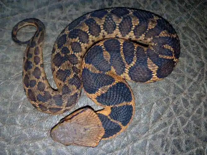 写美篇民间认为头部是三角形的蛇就是毒蛇,椭圆的蛇头就是无毒蛇;或体