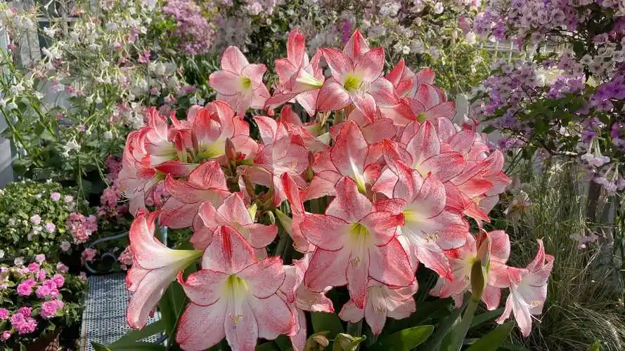 焦点,朱顶红焦点