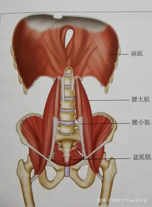 被误解的髂腰肌