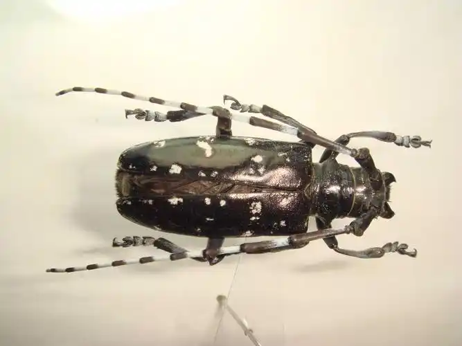 光肩星天牛anoplophora glabripennis (motschulsky, 1854)