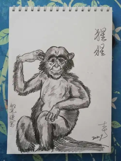 习画(253)~猴1261猩猩(铅笔速写)