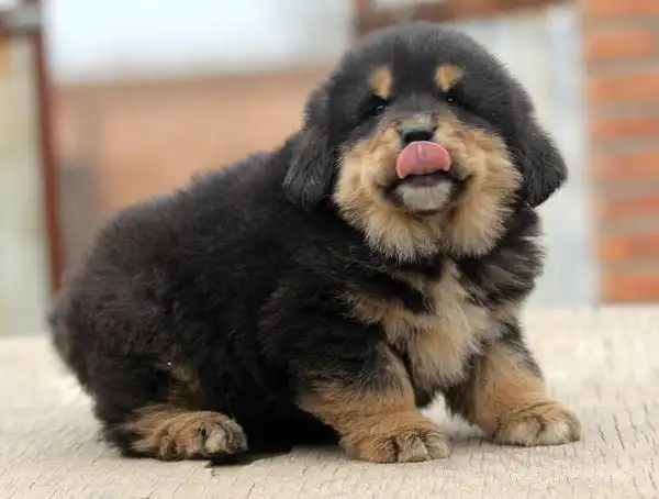 原来藏獒小时候也这么可爱呀~ 爆笑图片大全