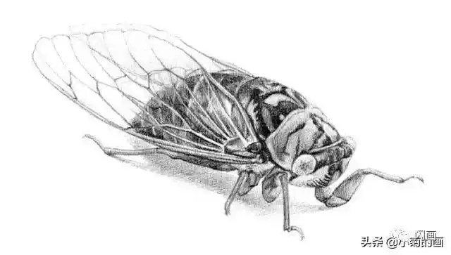 分步讲解手绘一只写实的蝉