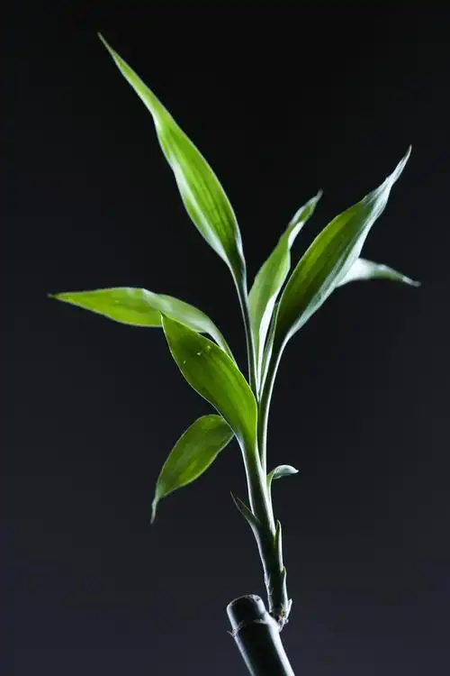 幸运竹子幸运竹的特写