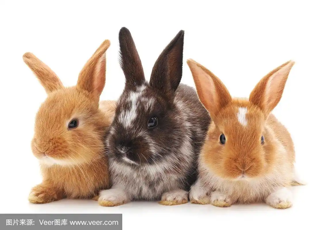 三个小兔子.