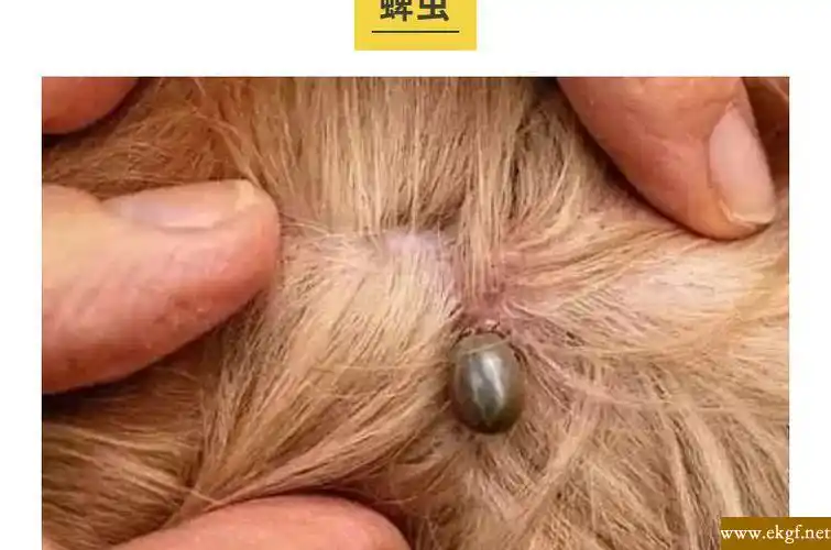 狗狗身上有跳蚤怎么办