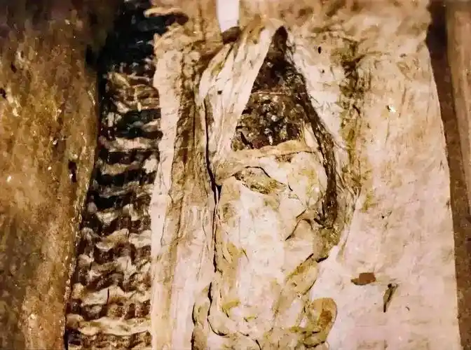 1984年,慈禧太后被重新入殓,其尸表面粗糙糟脆,如同干牛粪,留下照片.