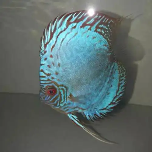 七彩神仙鱼是世界上最美丽的热带淡水鱼,被誉为"热带淡水鱼之王".