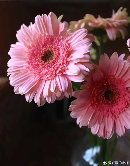 非洲菊小苗到手后如何带大如何保证常年开花