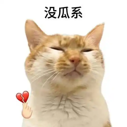 白底小猫表情包