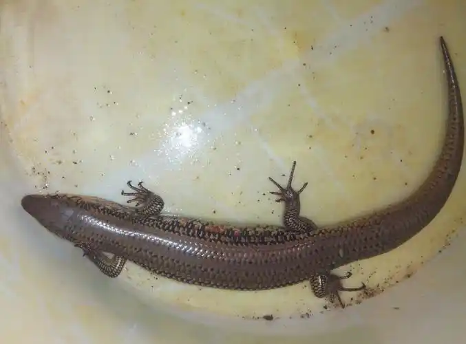 四脚蛇如何喂养?