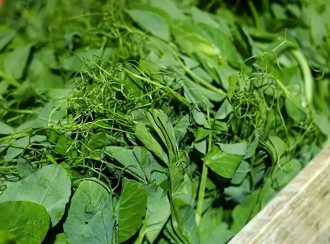 嫩到掐出水的豌豆尖不仅是做饺子_豆子_小时_叶片