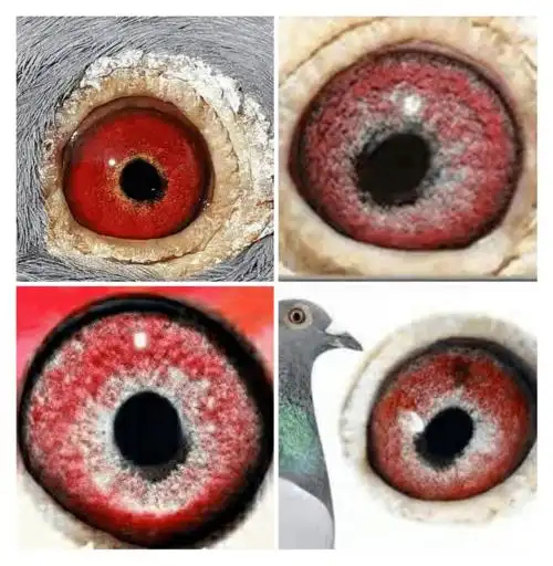 山风飘看鸽眼识冠军远程鸽眼有这些特点